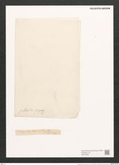 Amphora pellucida Greg. (de-Toni-Nr.: Genus 36, Species 1639) Zeichnungen Sammlung Grunow (NHMW-BOT-W0370562)